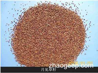 兆格分享:液壓榨油機(jī)制取月見草油工藝